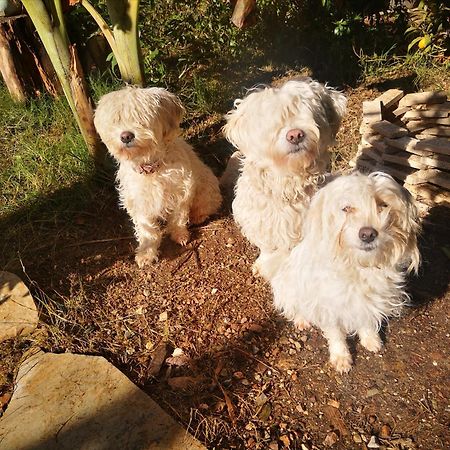 Appartamento Demeter Rose Stonehouse Pansion Antalia Esterno foto