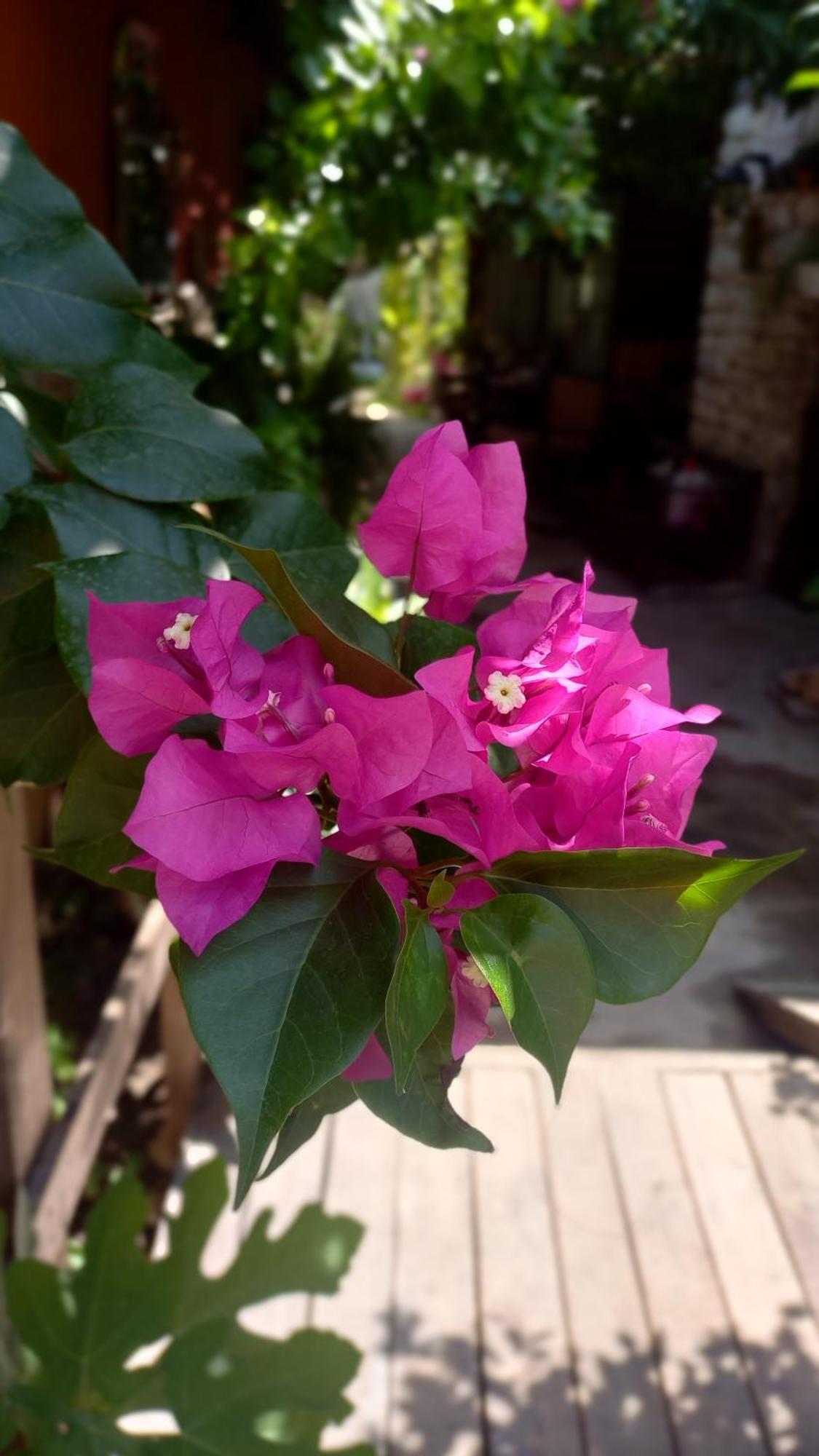 Appartamento Demeter Rose Stonehouse Pansion Antalia Esterno foto