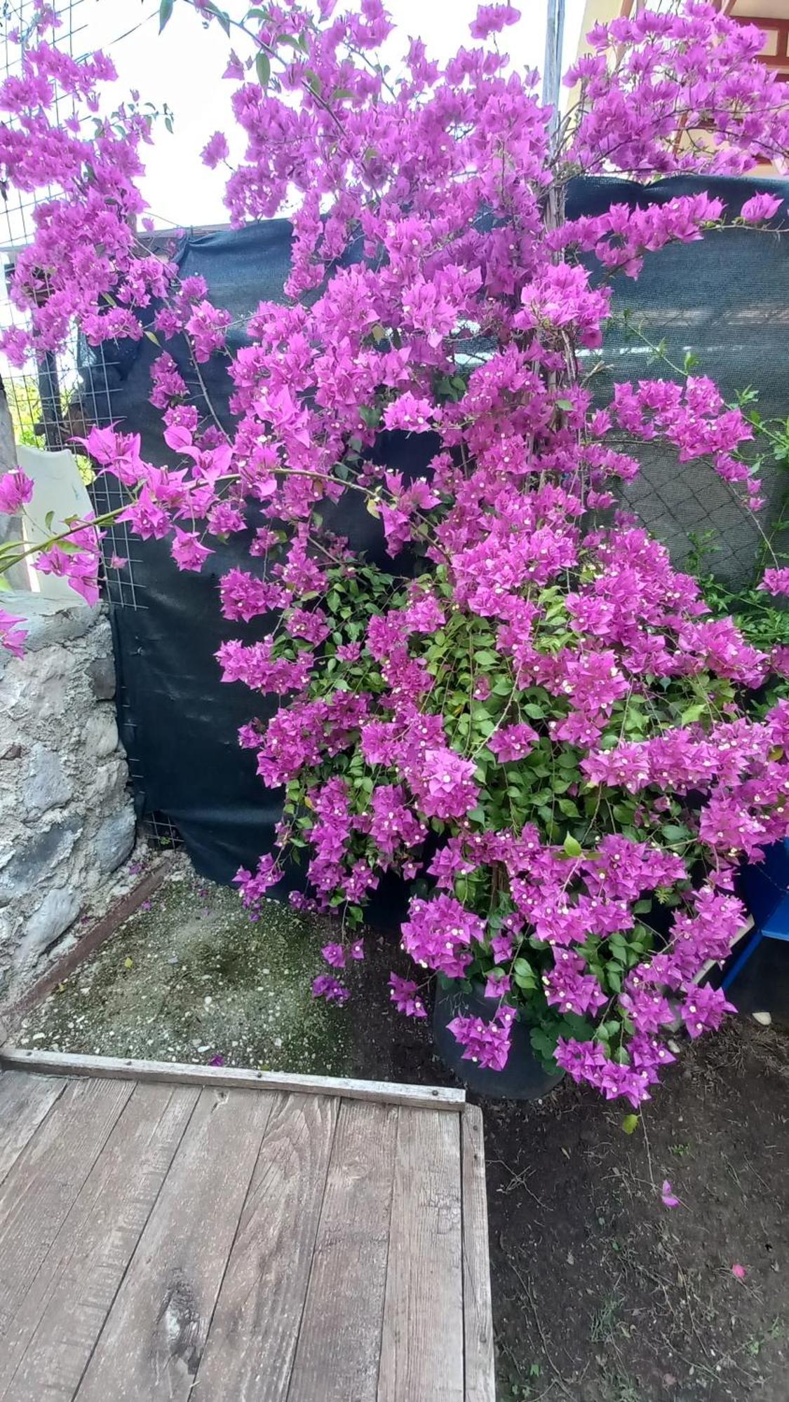 Appartamento Demeter Rose Stonehouse Pansion Antalia Esterno foto