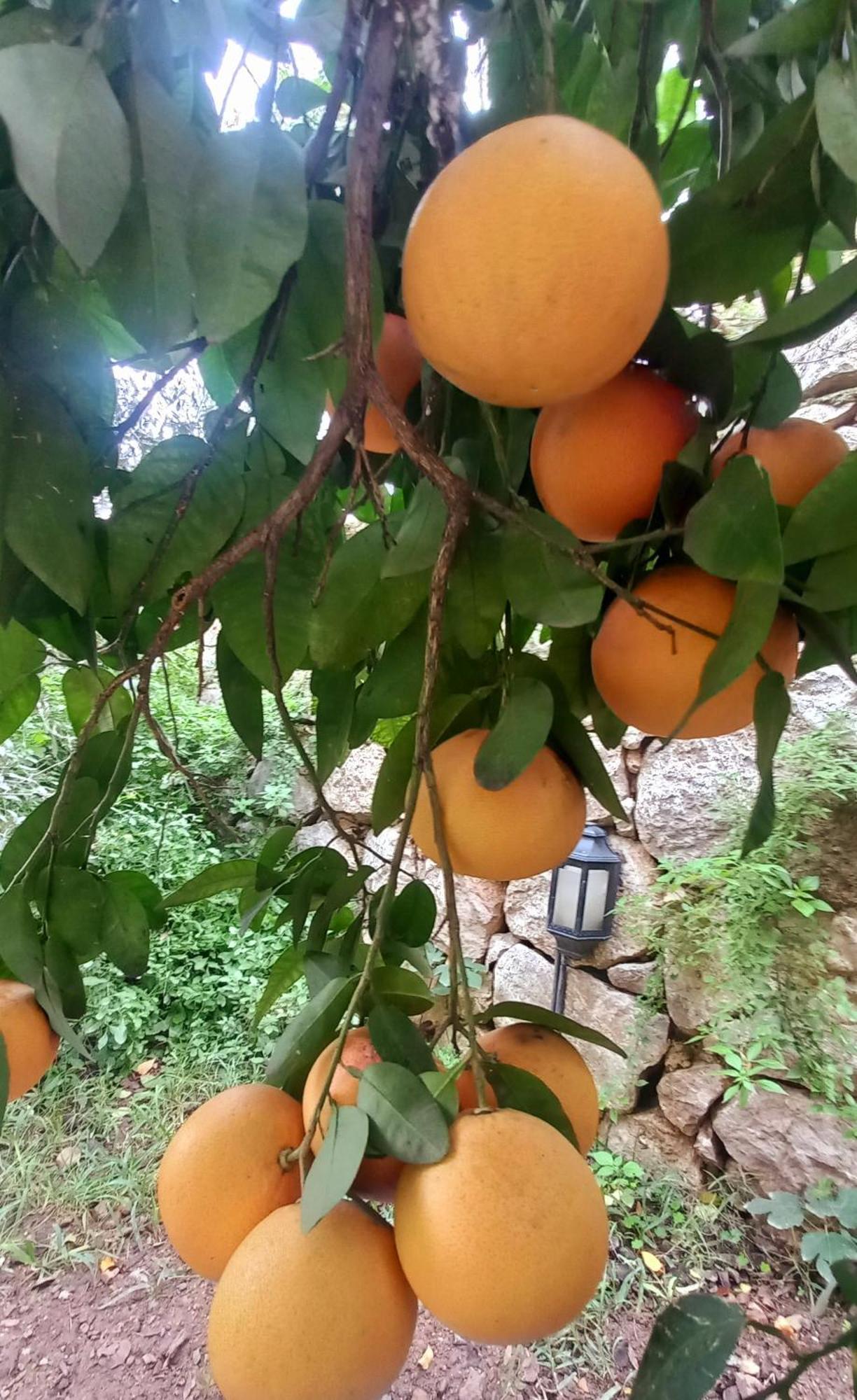 Appartamento Demeter Rose Stonehouse Pansion Antalia Esterno foto