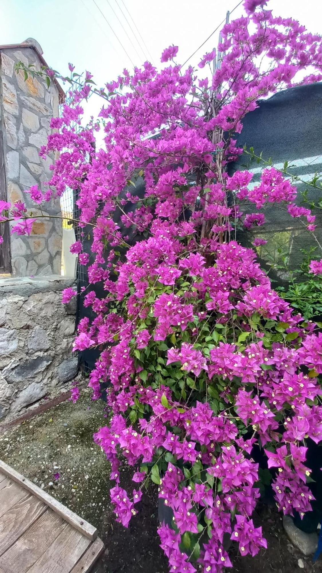 Appartamento Demeter Rose Stonehouse Pansion Antalia Esterno foto